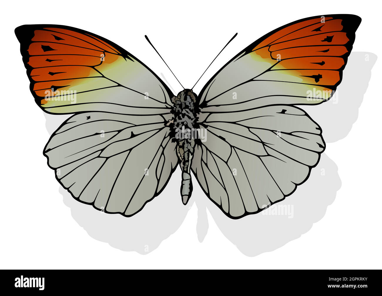 Grande punta arancione farfalla Illustrazione Vettoriale