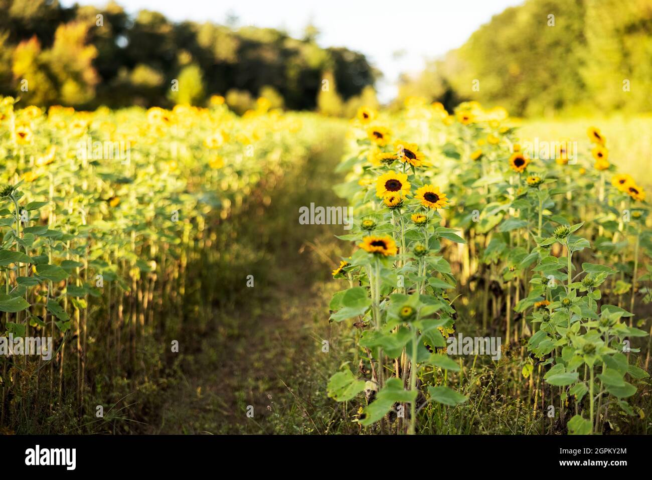 Un campo di girasoli (Helianthus) a Lexington, Massachusetts, Stati Uniti. Foto Stock