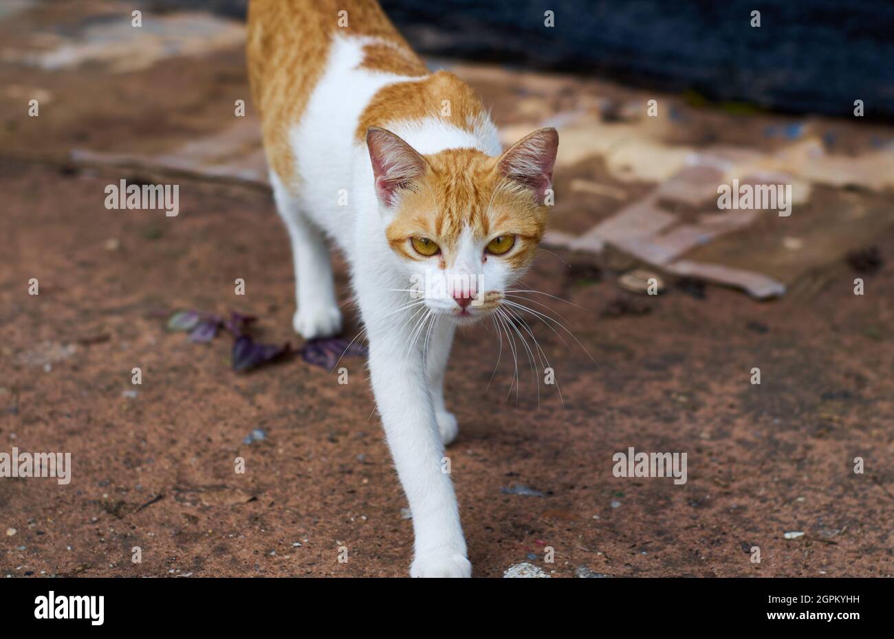 Un gatto randagio in giardino Foto Stock