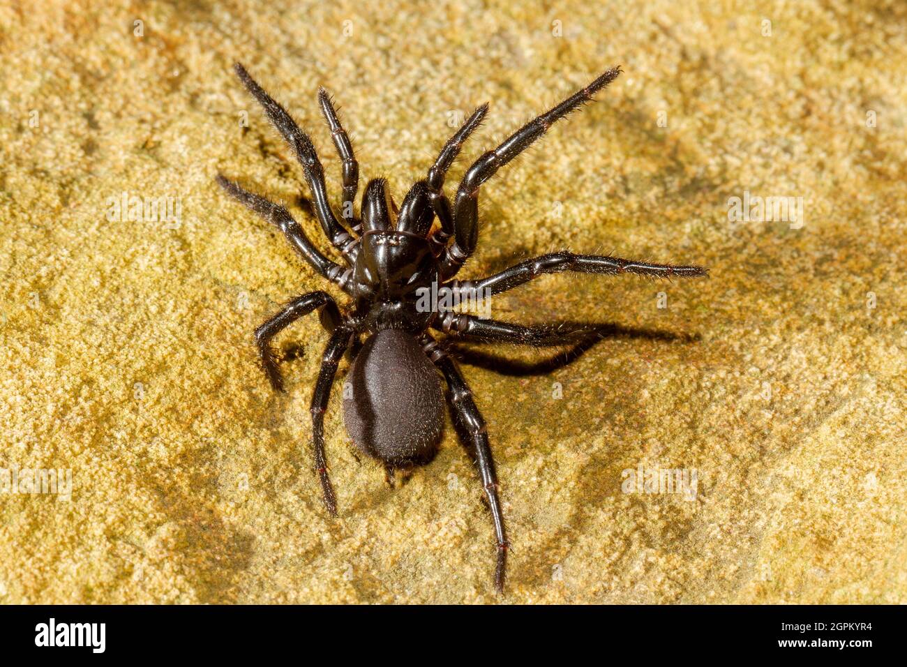 Australian Sydney Funnel Web Spider Foto Stock