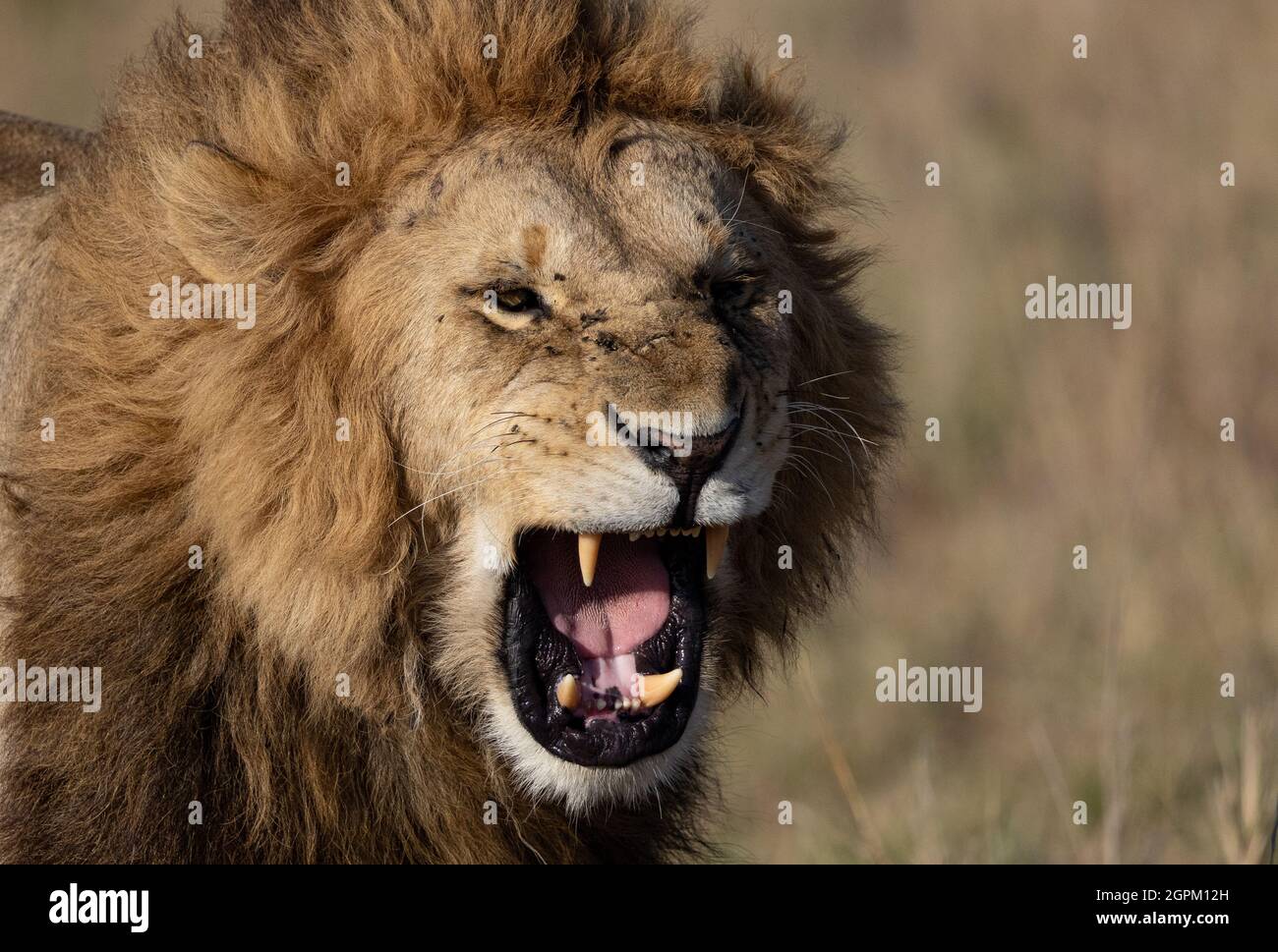 Un leone nel Maasai Mara Africa Foto Stock