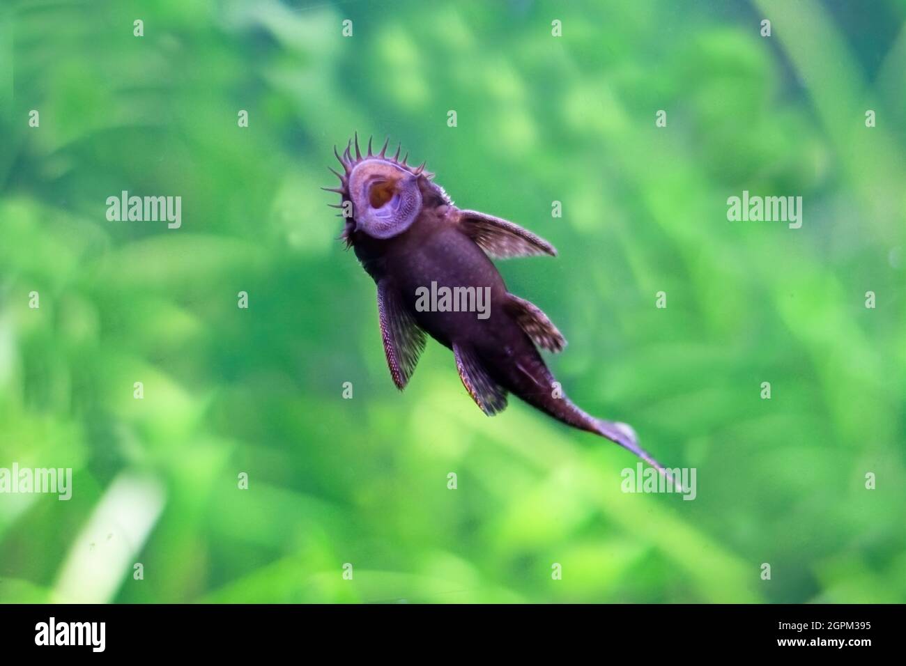 Succhiatore di pesce. L'immagine mostra la bocca di un pesce succhiatore. Foto Stock