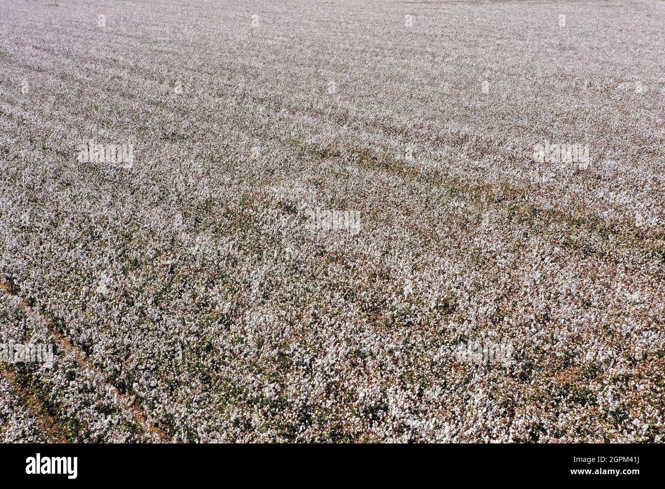 Campo di cotone maturo pronto per il prelievo, vista aerea. Foto Stock