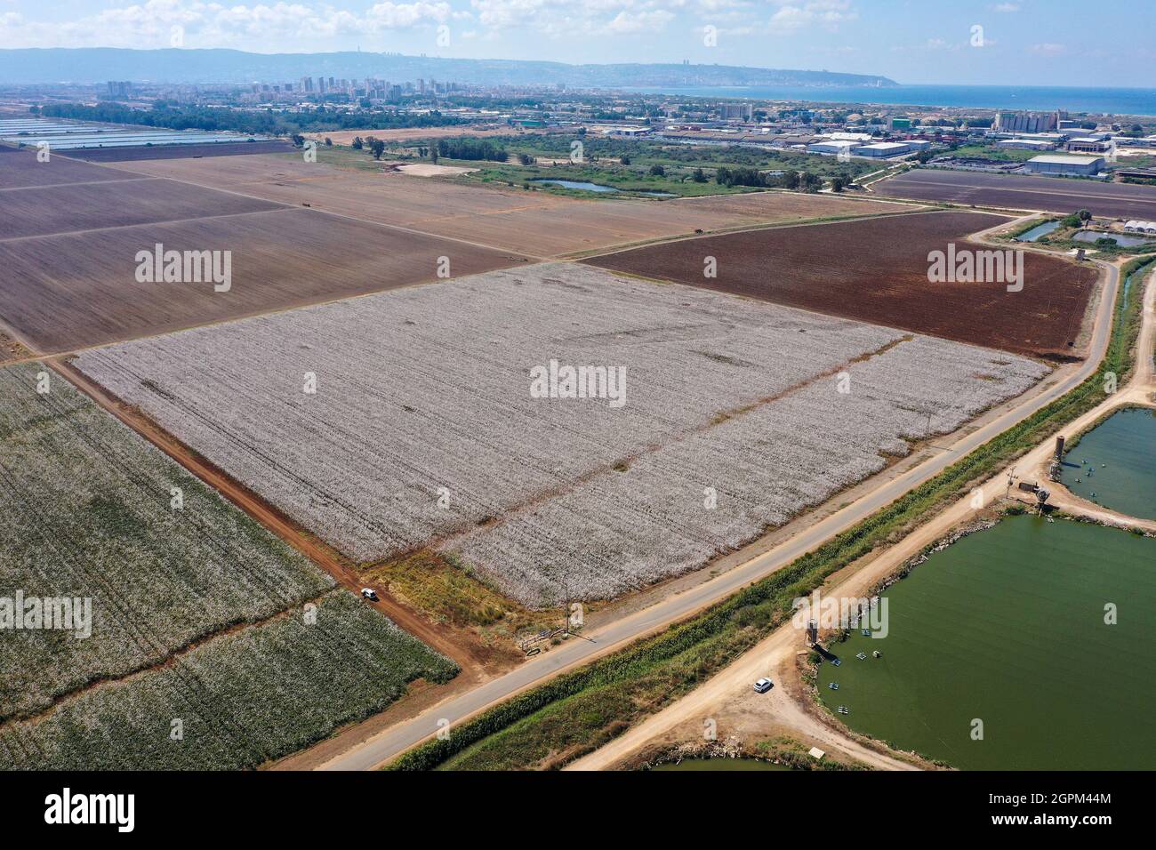 Campo di cotone maturo pronto per il prelievo, vista aerea. Foto Stock