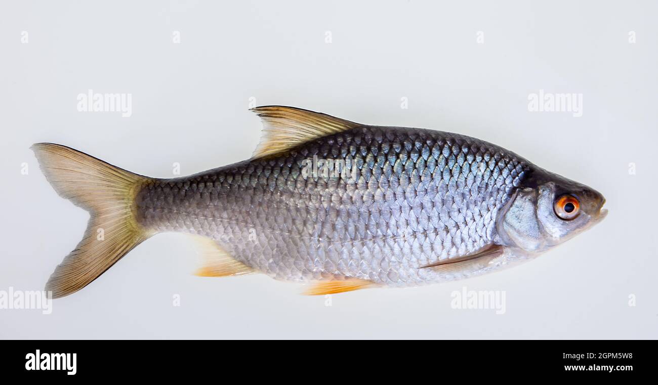 Pesce simile alla carpa immagini e fotografie stock ad alta