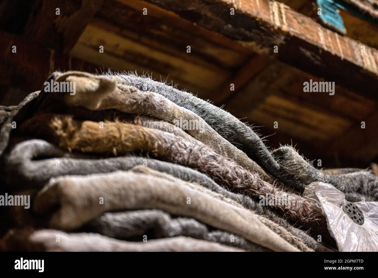Pelle salmastra di bovini, la pelle è piegata in cumuli. Foto Stock