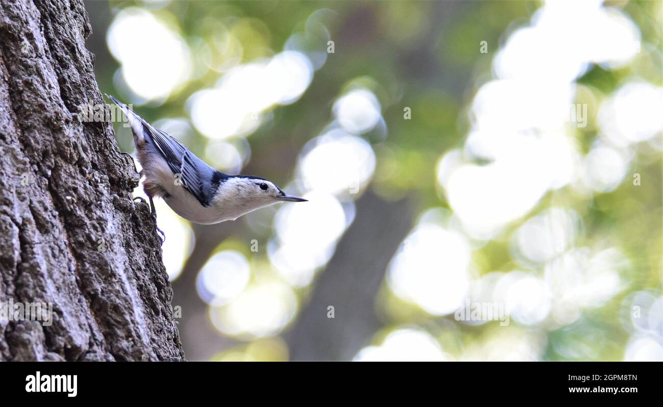 Nuthatch bianco tostato che scende un albero. Foto Stock