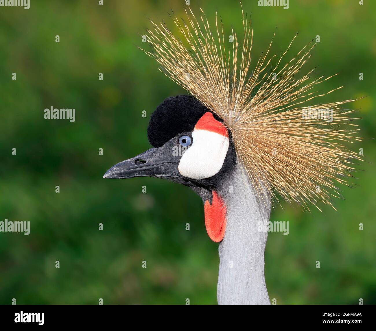 Verticale primo piano testa gru coronata grigia Foto Stock