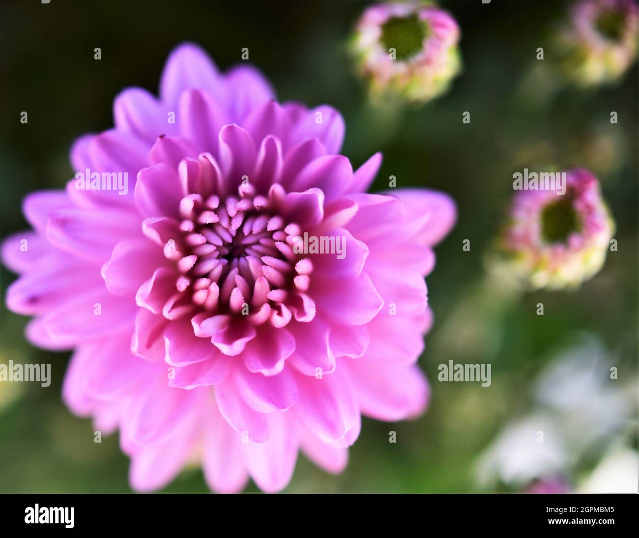 Bellissima canzone arroccata passero. Foto Stock