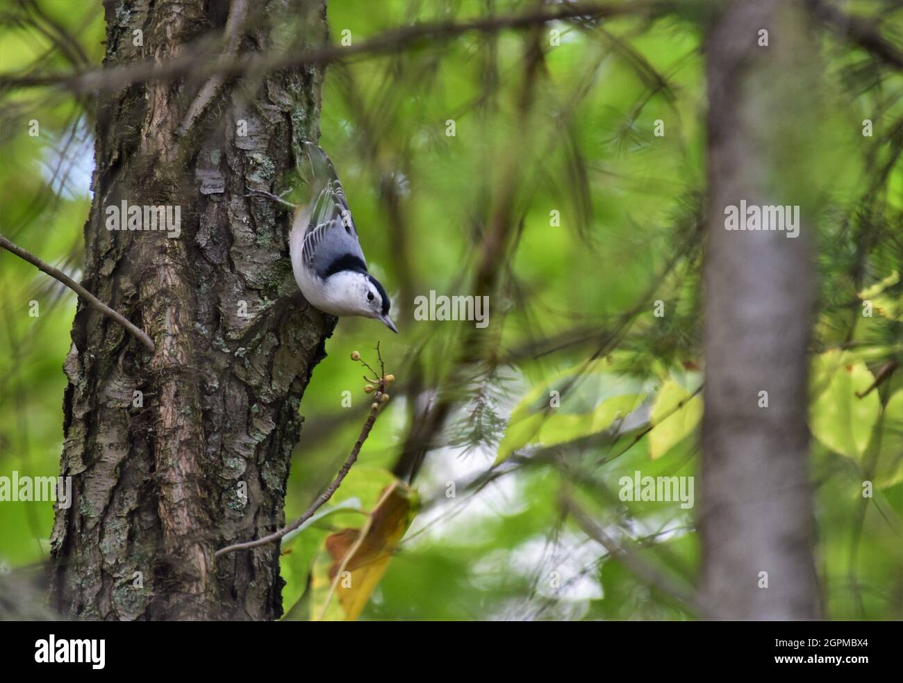 Nuthatch bianco tostato che scende un albero. Foto Stock