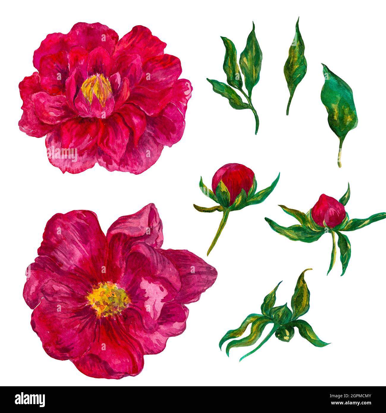 acquerello composizione floreale, colori luminosi della peonia. Illustrazione botanica Foto Stock