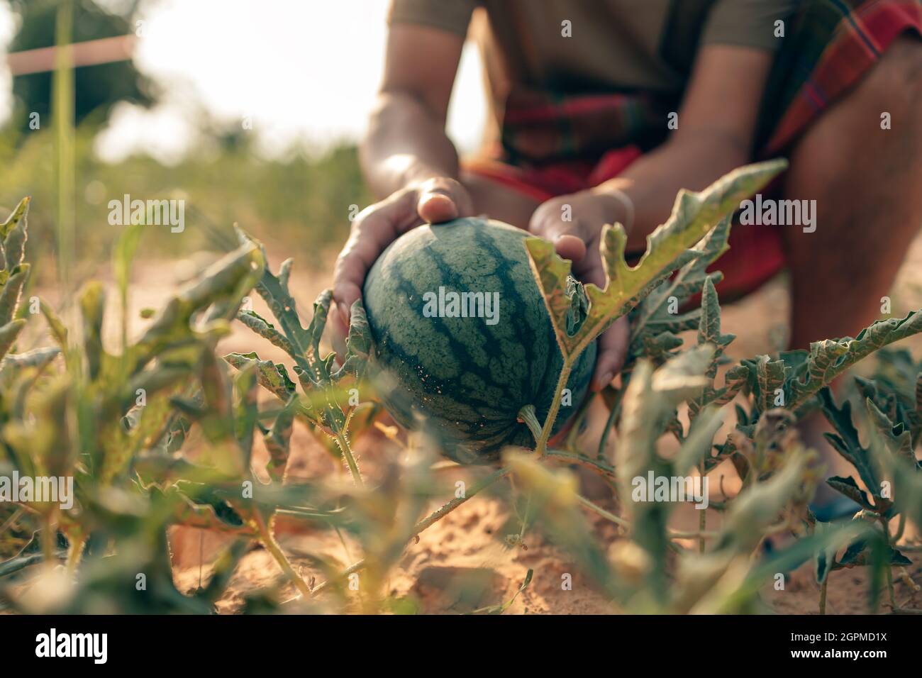 Un coltivatore lancia un cocomero cresciuto in campo agricolo. Concetto di raccolta di cocomeri. Foto Stock