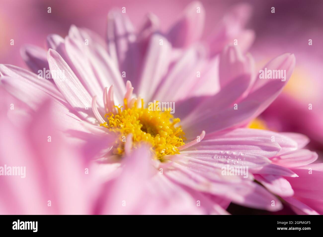 Macro rosa crisantemo. Delicati petali rosa a fuoco selettivo. Sfondo full-frame di crisantemi. L'idea di tenerezza e fragilità per M Foto Stock