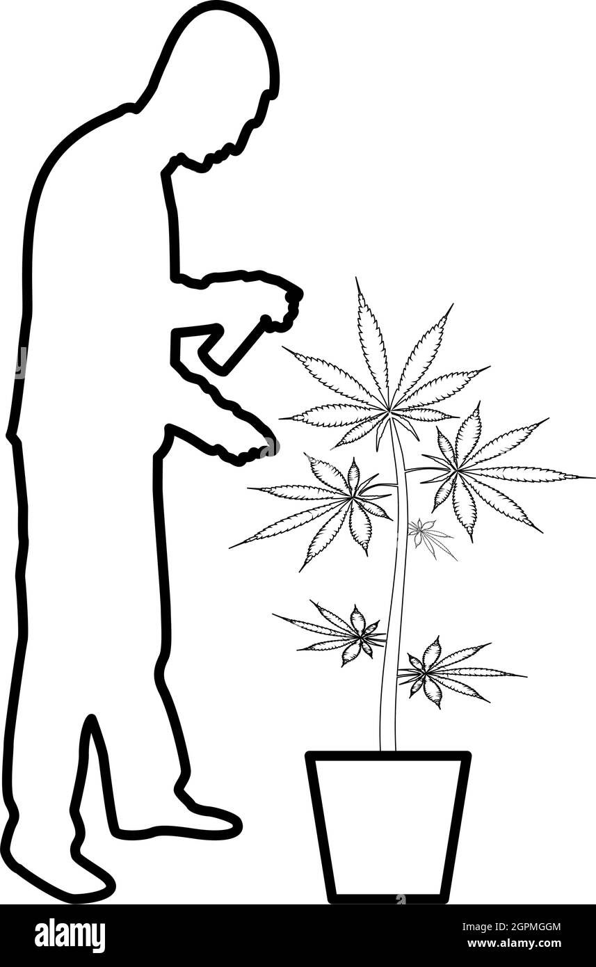 Uomo che si prende cura di marijuana pianta in vaso acqua spruzzatura usando mano irrigatore irrigazione Giardinaggio raccolto concetto a casa contorno contorno nero colore vettore illustrazione piatta immagine stile Illustrazione Vettoriale