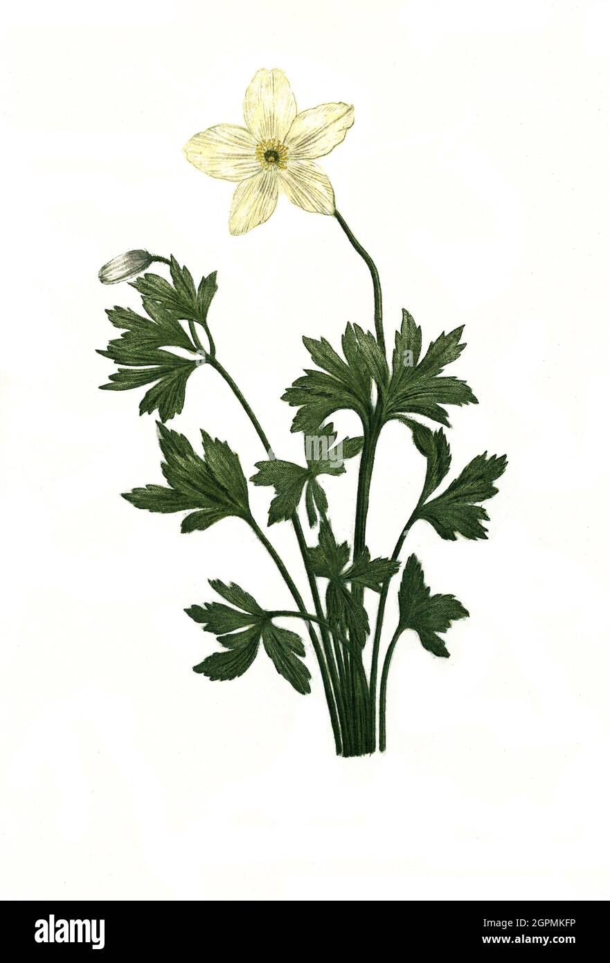 Anemone sylvestris, Wald-Windröschen, Phytanthoza iconographia, historische Pflanzenillustration aus dem um 1740 erschienen Buch, digital aufbereitet, Foto Stock