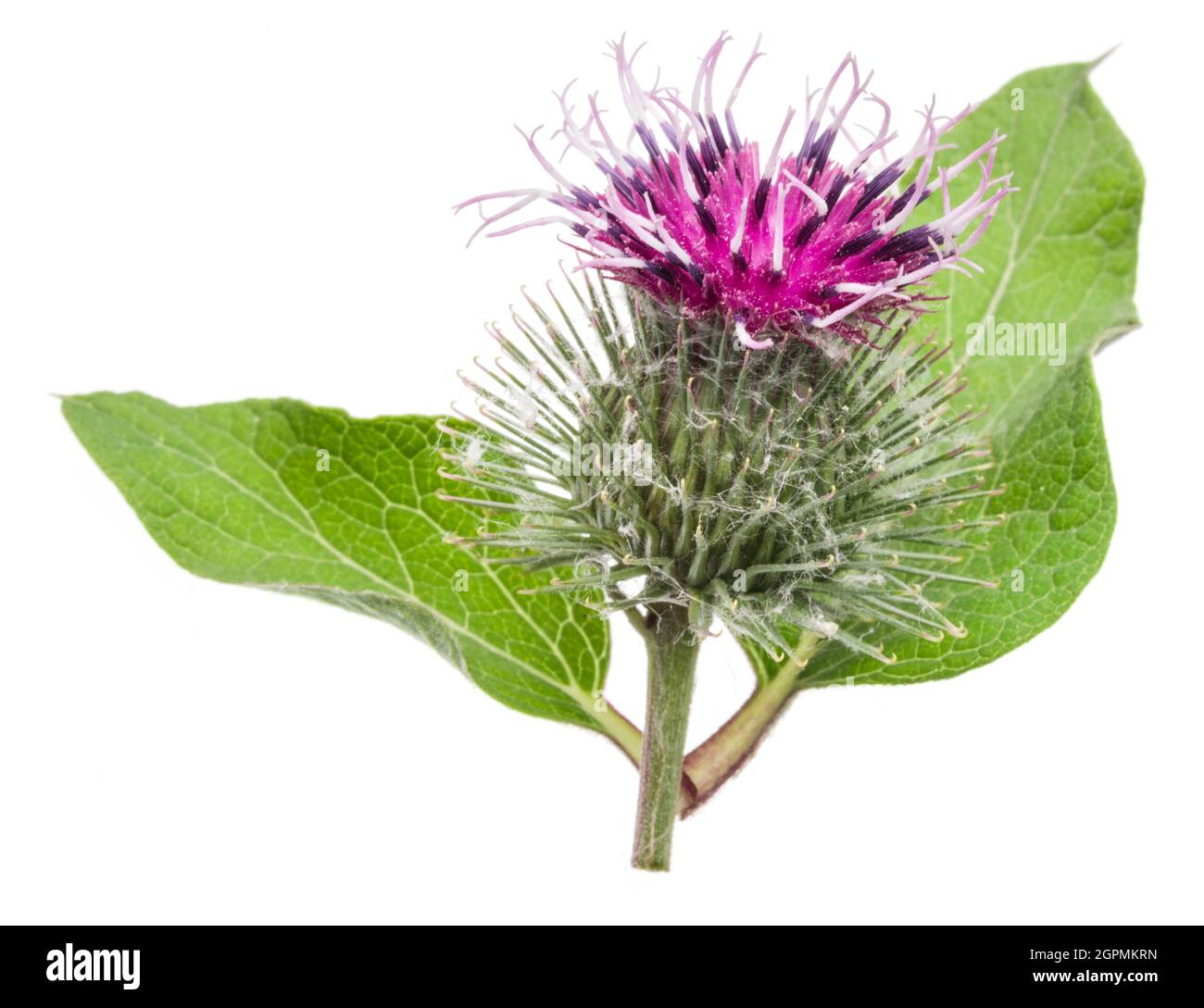Teste di fiori di burdock prickly isolato su sfondo bianco. Foto Stock