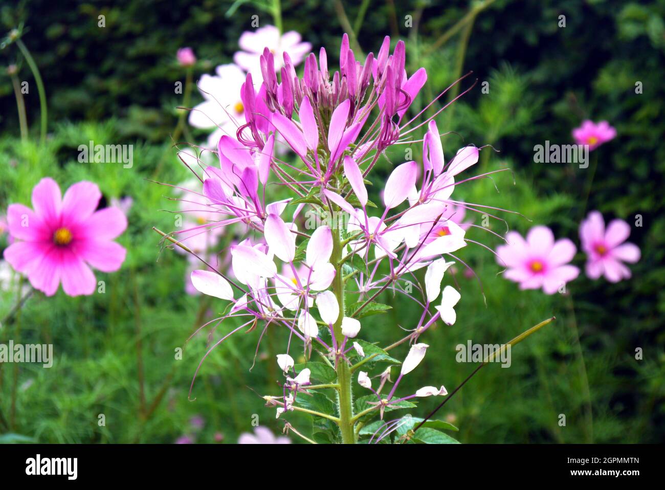 Rosa e bianco Cleome hassleriana 'Rose Queen' (fiore di ragno) cresciuto nei confini a RHS Garden Bridgewater, Worsley, Greater Manchester, Regno Unito. Foto Stock