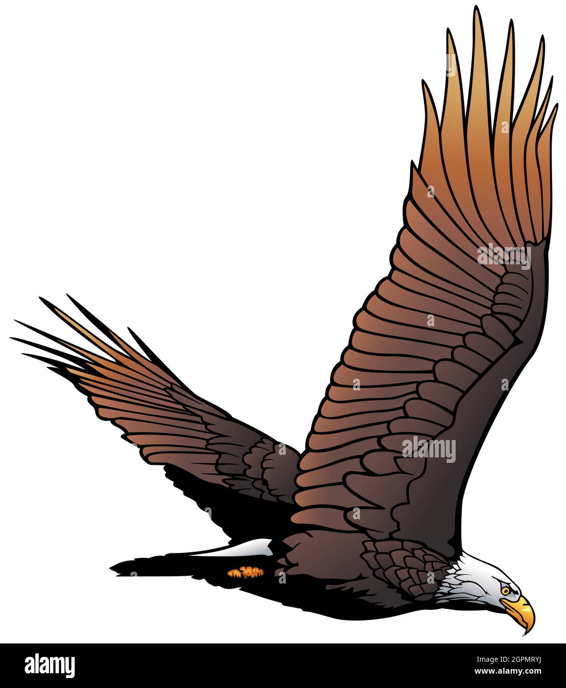Flying Bald Eagle Illustrazione Illustrazione Vettoriale