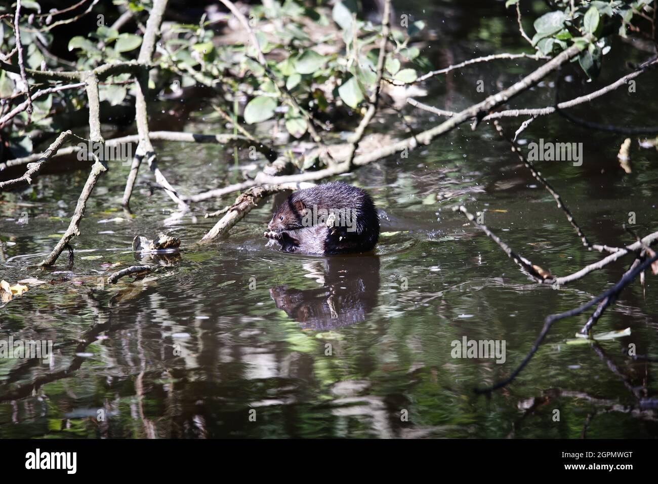 Mink americano che sale su un albero sulla riva del fiume Foto Stock