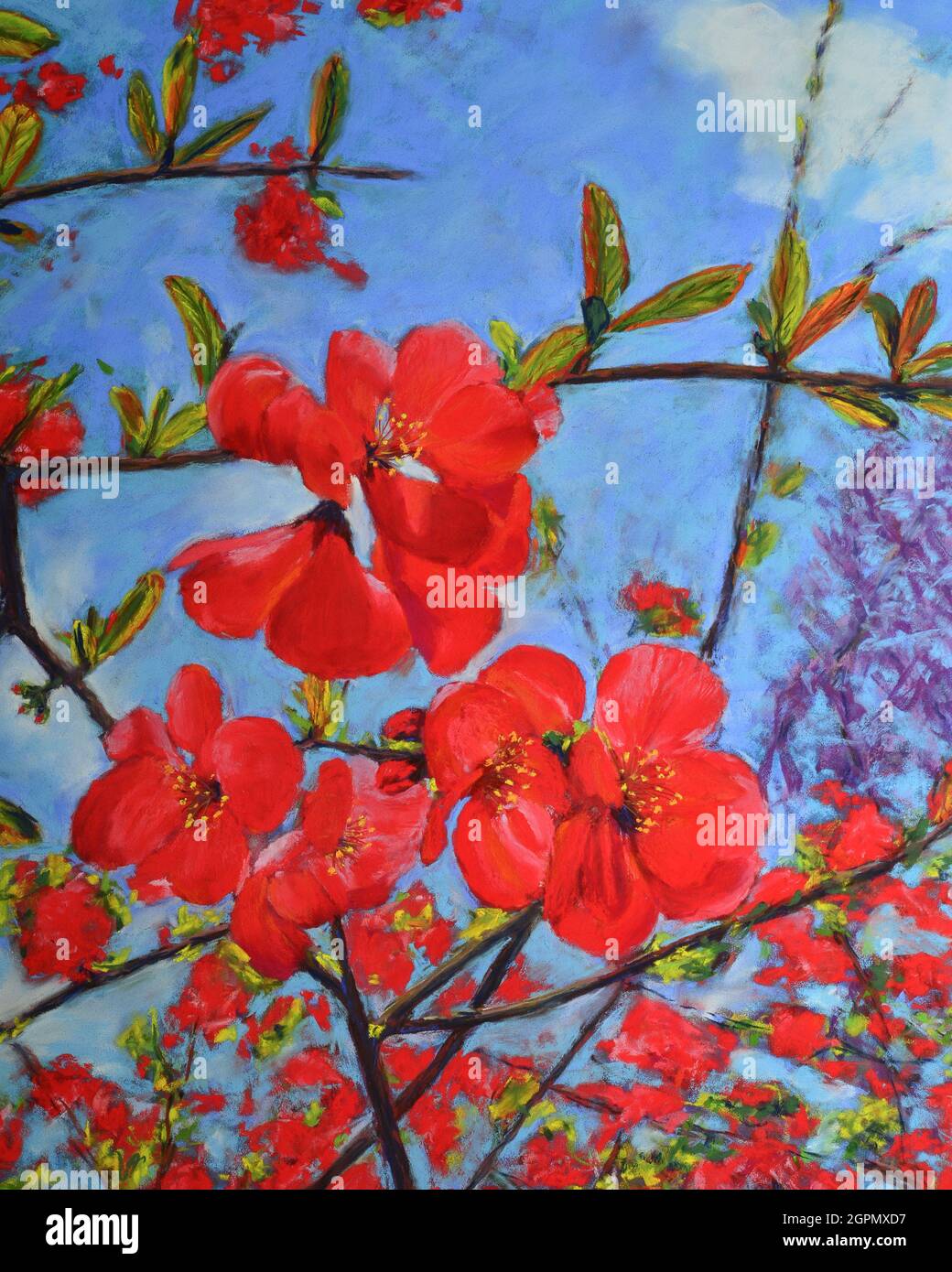 Fiori di Chaenomeles in primavera nel giardino. Coloratissimi colori pastello. Foto Stock