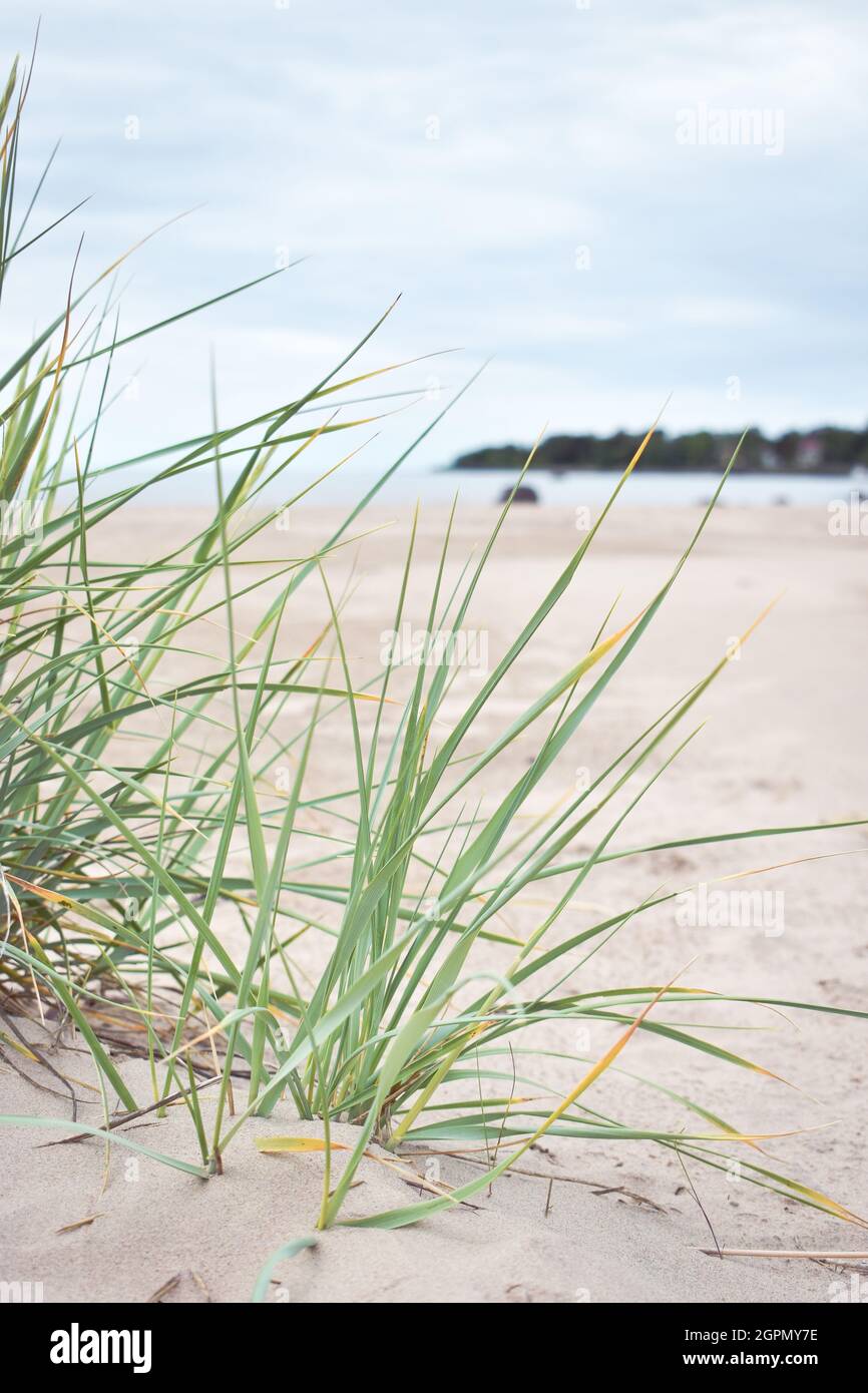 Yyteri cane spiaggia in Finlandia, pori, in una giornata nuvolosa e tranquilla, dune e duna erba in primo piano, il mare, gli alberi e il cielo sullo sfondo Foto Stock