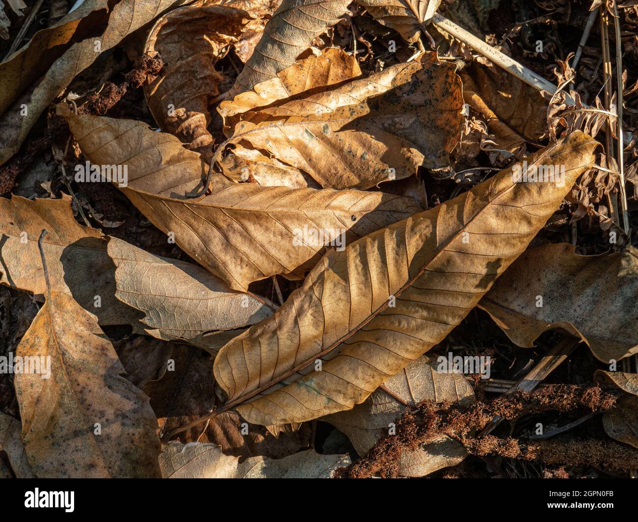 Un primo piano di un gruppo di foglie di castagno dolce dorate caduto catturate in un pezzetto di luce solare Foto Stock
