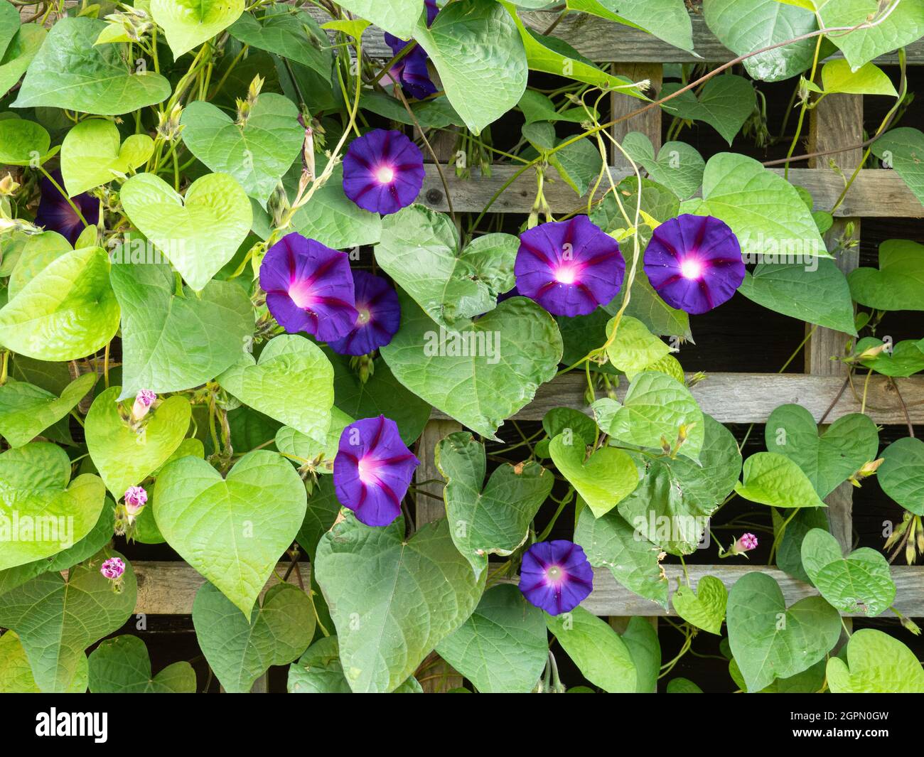 Il blu profondo mattina gloria Convolvulus Grandpa Ott che cresce su un traliccio Foto Stock