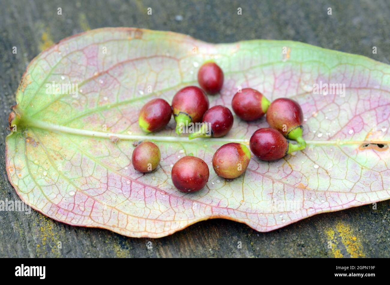 Piante medicinali. Frutti di Rhamnus alaternus su una foglia Foto Stock