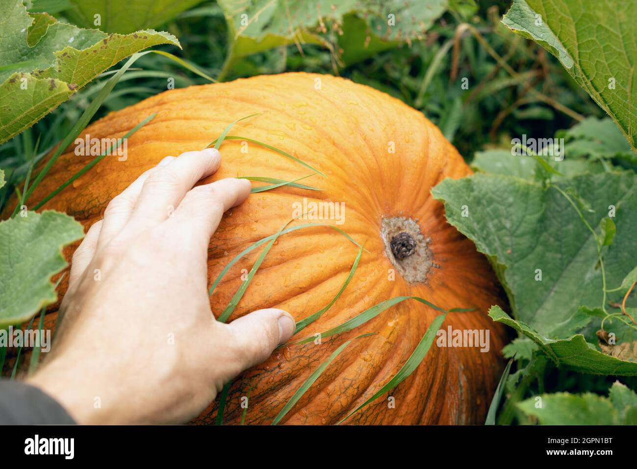 La mano tiene la zucca arancione grande che giace sull'erba verde, pronta per il raccolto. Questo vegetale è pieno di vitamine. Decorazione per festa di Halloween. Autom Foto Stock