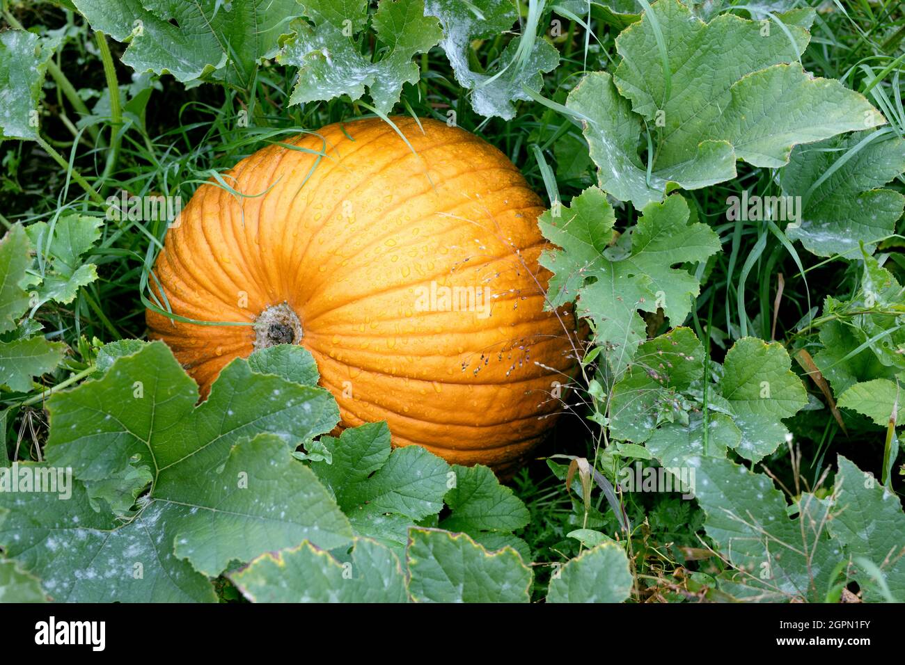Zucca biologica con foglie di gren in campo rurale. Raccolto maturo in autunno stagione. Concetto di cibo biologico naturale. Simbolo del giorno del ringraziamento Foto Stock