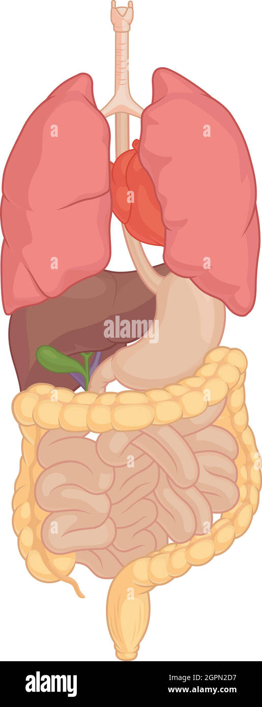 Anatomia dell'organo interno umano parte del corpo Cartoon disegno vettoriale isolato Illustrazione Vettoriale