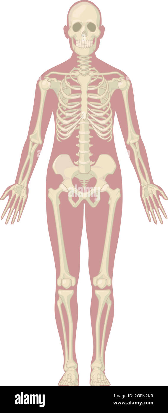 Sistema scheletrico umano ossa corpo diagramma anatomico vettore grafico Illustrazione Vettoriale