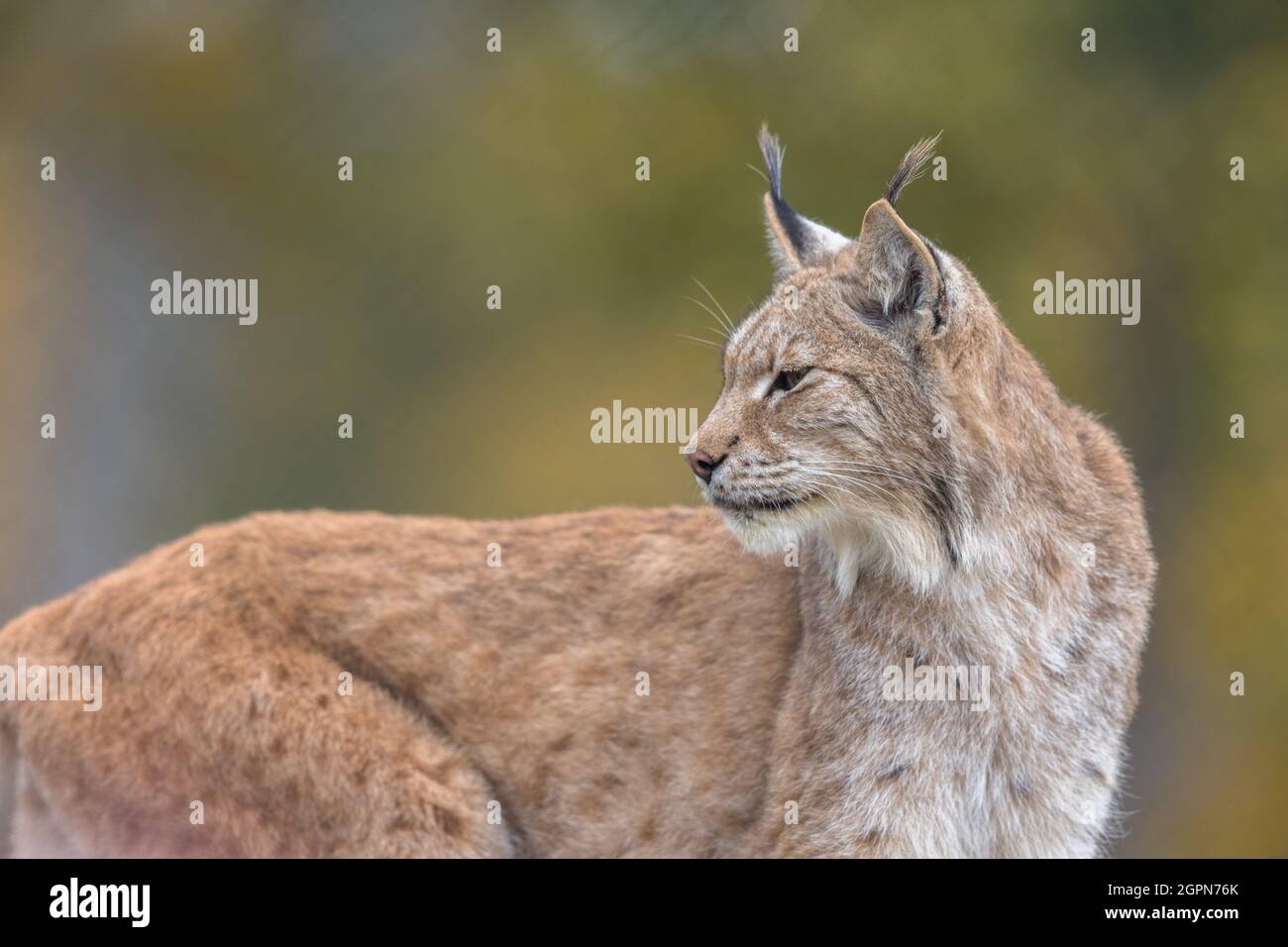 La lynx eurasiatica - lynx Lynx - animale adulto, vegetazione autum colorato Foto Stock