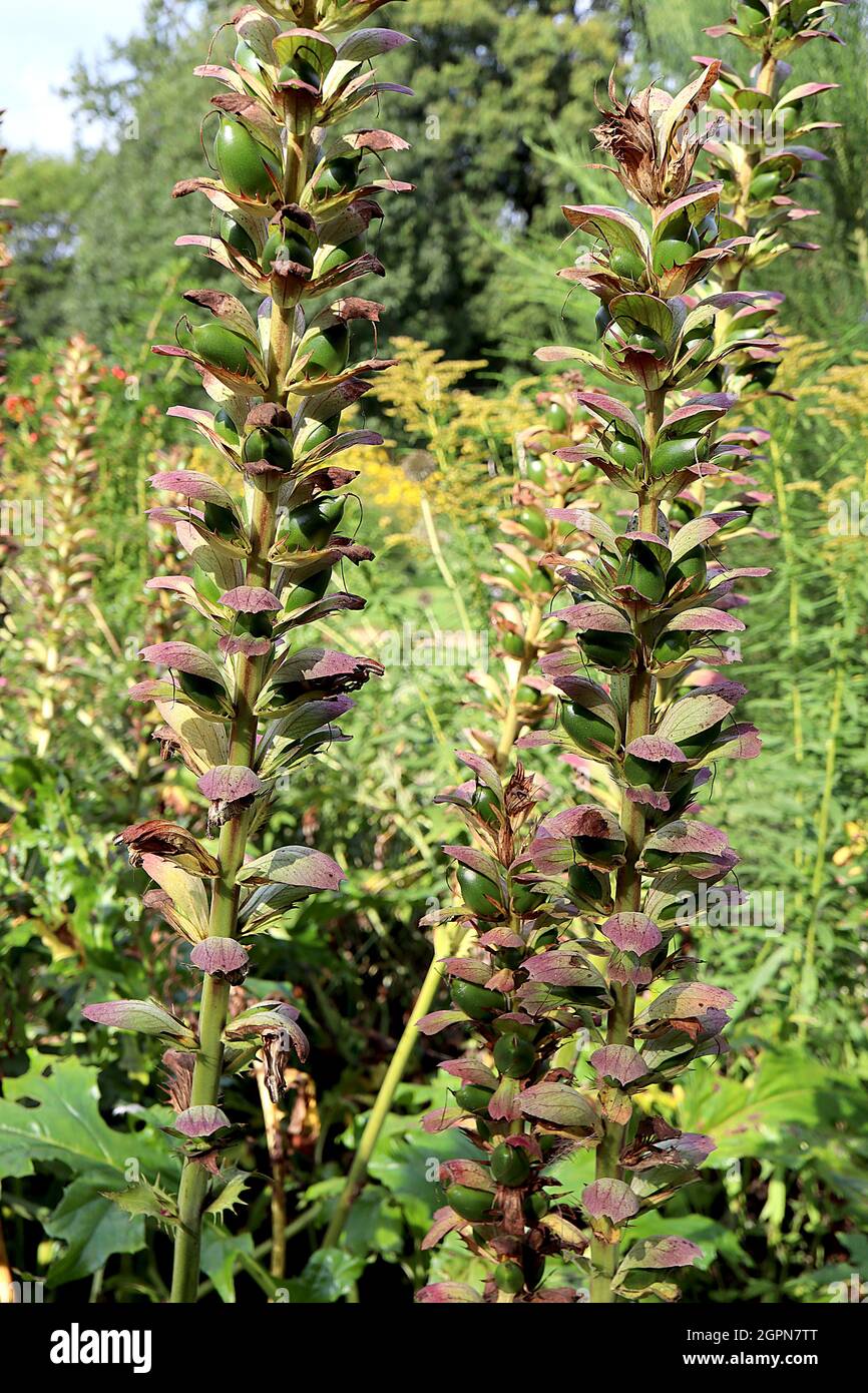 Teste di seme di acanthus mollis breches - punte alte di braces viola e baccelli di seme ovali verdi lucidi, settembre, Inghilterra, Regno Unito Foto Stock