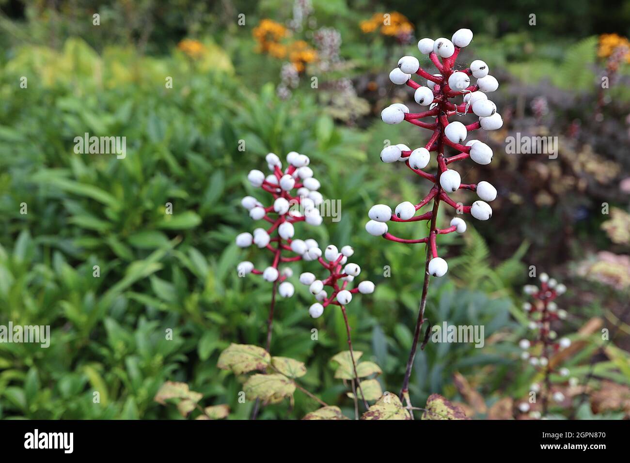 Actaea pachypoda ‘Misty Blue’ baneberry bianco Misty Blue – racemi verticali di bacche bianche su gambi rossi brillanti, foglie gialle verdi chiare, Inghilterra Foto Stock