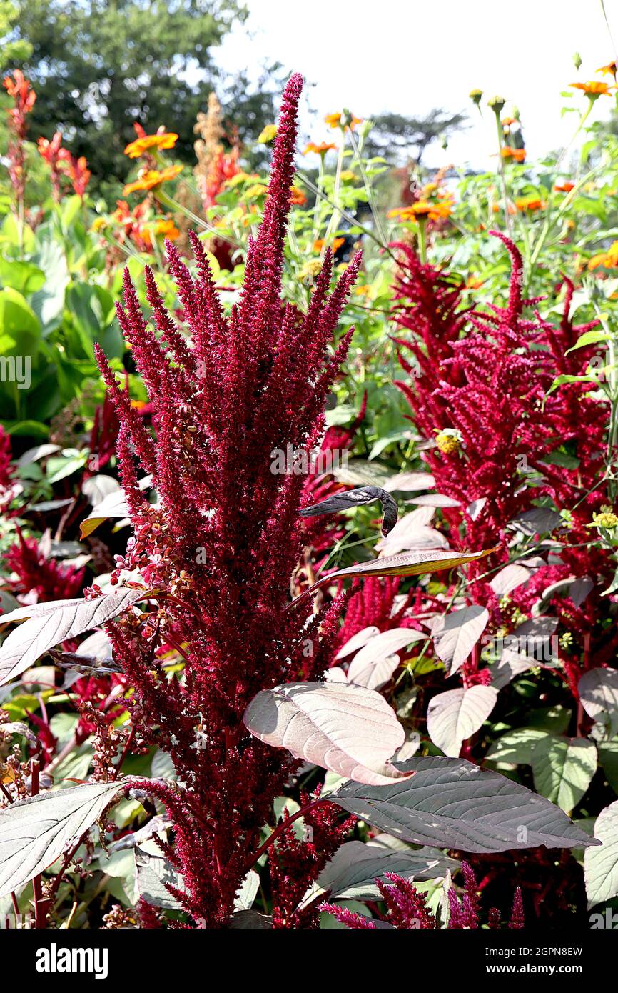 Amaranthus cruentus ‘Oeschberg’ sangue amaranth Oeschberg – densi racemi verticali di piccoli fiori rossi porpora, settembre, Inghilterra, Regno Unito Foto Stock