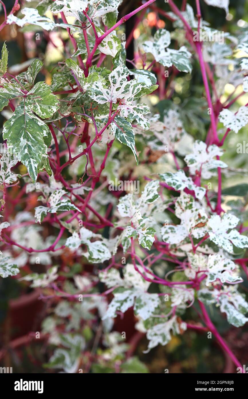L’Ampelopsis brevipedunculata LASCIA solo bacche di porcellana variegate – foglie mite di verde e foglie di lobi di crema, settembre, Inghilterra, Regno Unito Foto Stock