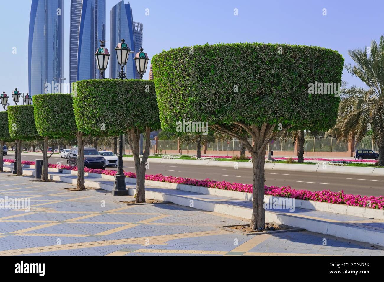 A forma di alberi ornamentali ornamentali topiary vicolo lungo la strada passerella ad Abu Dhabi, UAE.Walkway con lussureggianti cespugli di siepi. Foto Stock