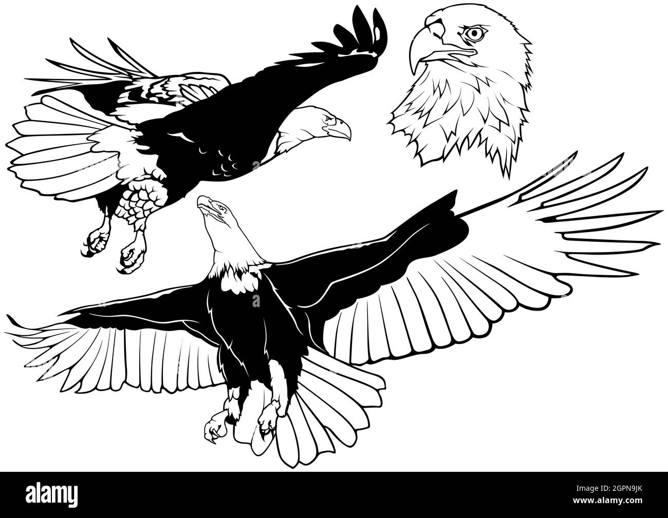 Set bianco e nero di Wild Bald Eagle Illustrazione Vettoriale