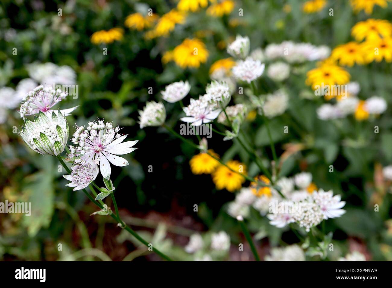 Astrantia Major ‘Star of Billion’ masterwort Star of Billion - fiori tubolari bianchi con bracts bianchi a punta verde, settembre, Inghilterra, Regno Unito Foto Stock