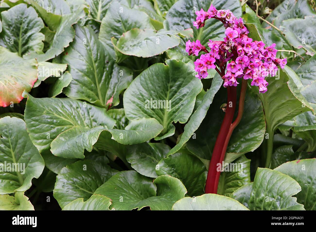 Bergenia cordifolia ‘Purpurea’ orecchie di elefante Purpurea – fiori rosa profondi su steli rossi spessi, settembre, Inghilterra, Regno Unito Foto Stock