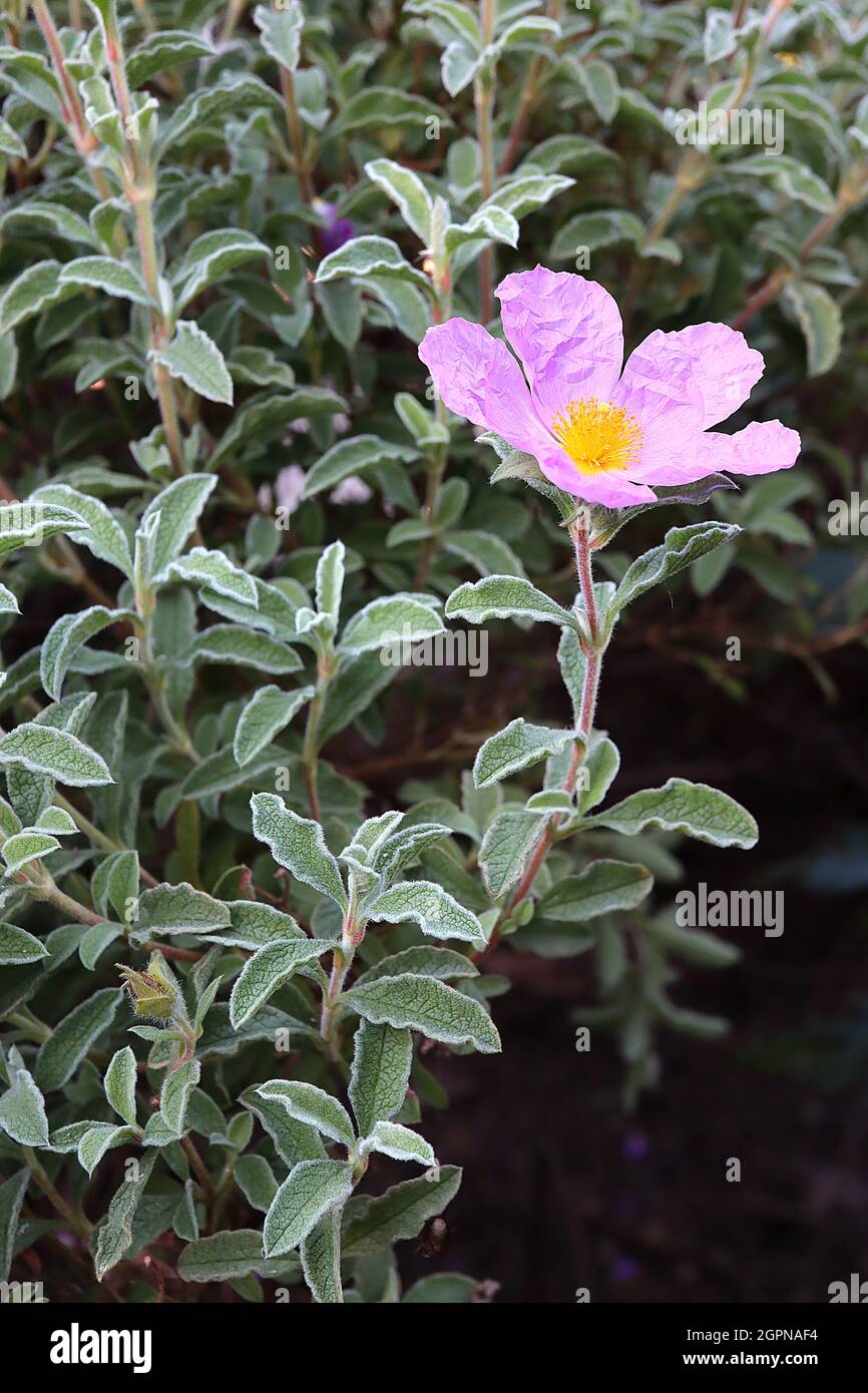 Cistus x bornetianus rockrose estere - fiori rosa medi con petali crinkled, foglie verdi grigie corte con margini bianchi ondulati, settembre, Foto Stock