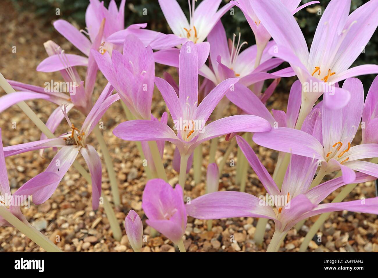 Colchicum lusitanum rosa fiori a forma di imbuto con sottili petali su steli bianchi, settembre, Inghilterra, Regno Unito Foto Stock