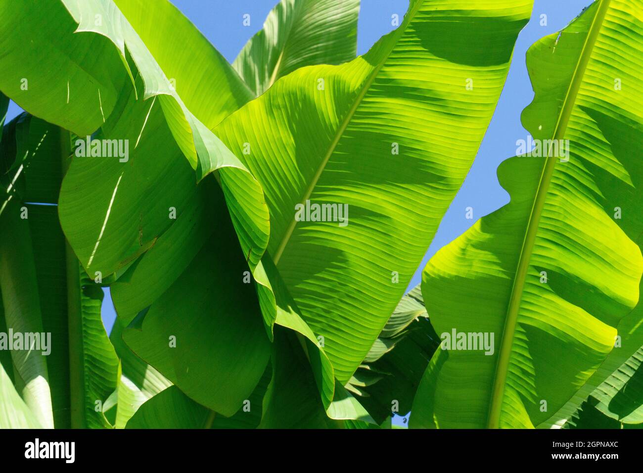 Grande pianta di banana tropicale verde lascia contro un cielo blu estate Foto Stock