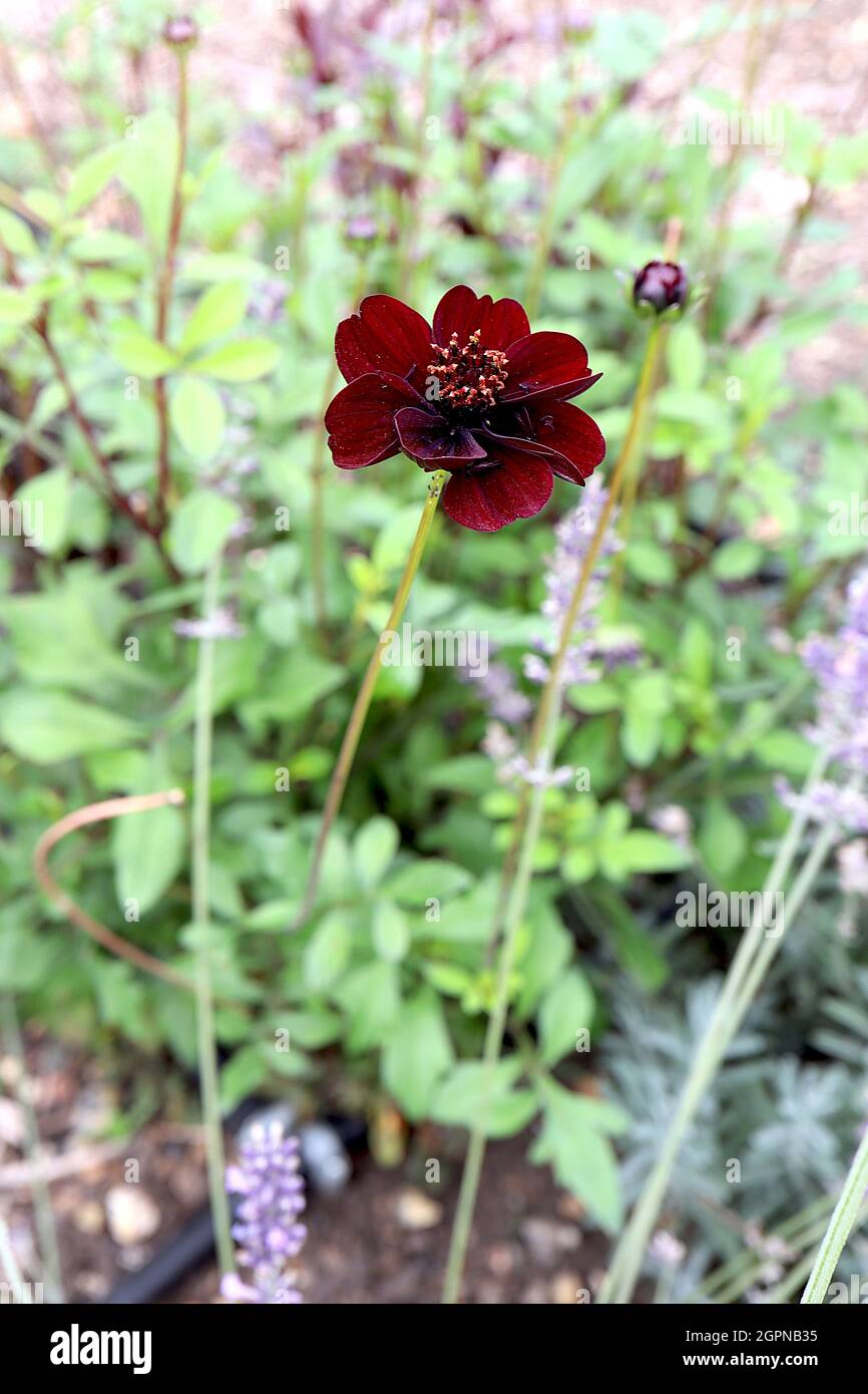 COSMOS atrosanguineus cioccolato Cosmos – Maroon cremisi fiori a forma di ciotola e foglie a forma di lancia, settembre, Inghilterra, Regno Unito Foto Stock
