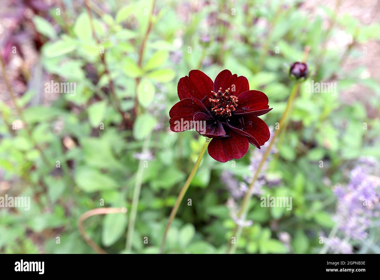 COSMOS atrosanguineus cioccolato Cosmos – Maroon cremisi fiori a forma di ciotola e foglie a forma di lancia, settembre, Inghilterra, Regno Unito Foto Stock