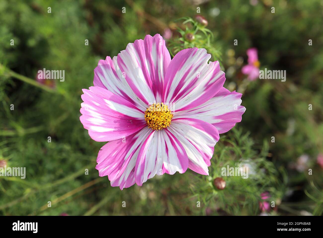 COSMOS Bipinnatus ‘Rosetta’ fiori bianchi a forma di ciotola con strisce rosa medie e foglie di piuma, settembre, Inghilterra, Regno Unito Foto Stock