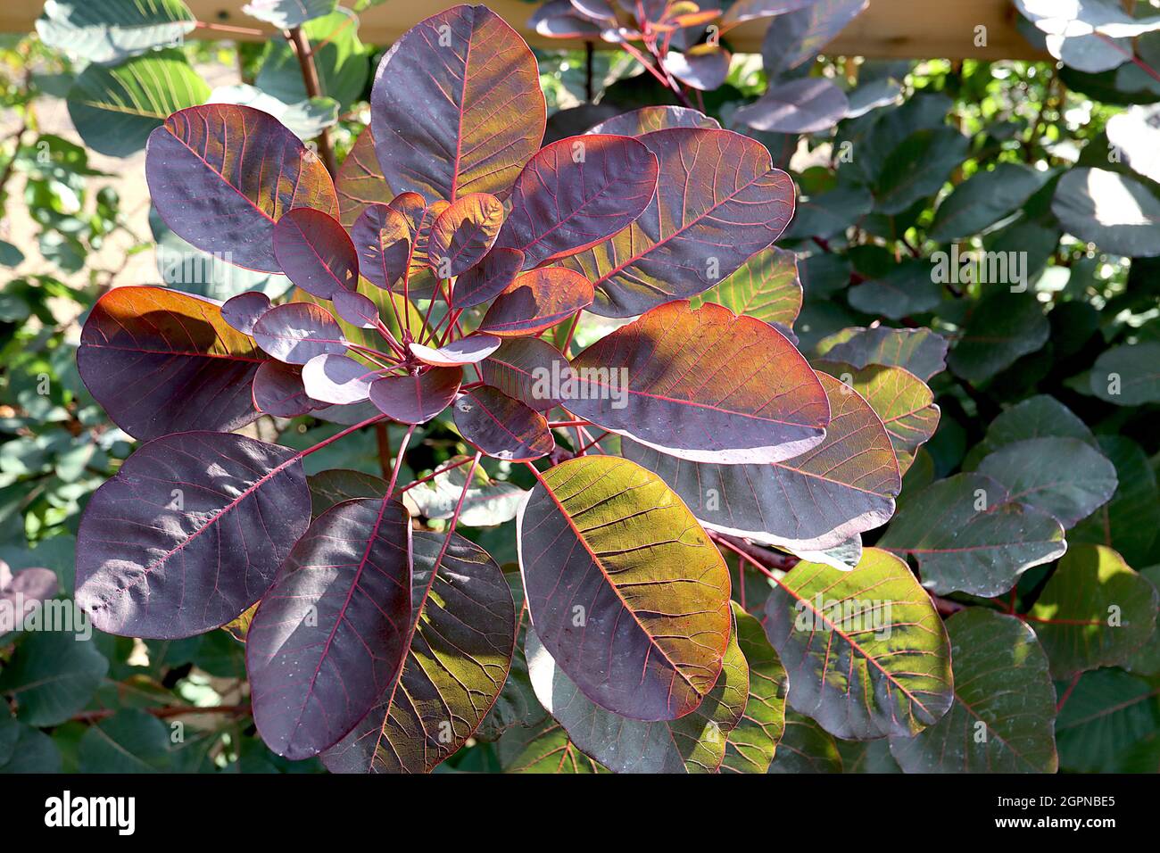 Cotinus coggygria ‘Ruby Glow’ bush fumo Ruby Glow – foglie di ovato verde viola con vene rosse e stocchi, settembre, Inghilterra, Regno Unito Foto Stock