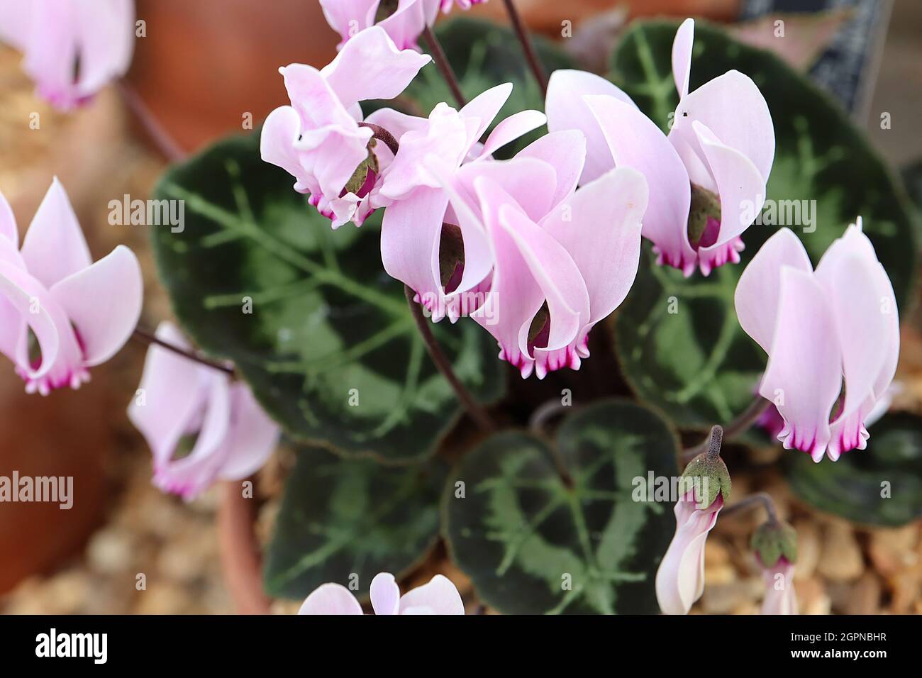 Ciclamino graecum ciclamino greco - ciclamino bianco e rosa pallido a base di cremisi, petali rovesciati, foglie verde scuro con mottling d'argento, Foto Stock