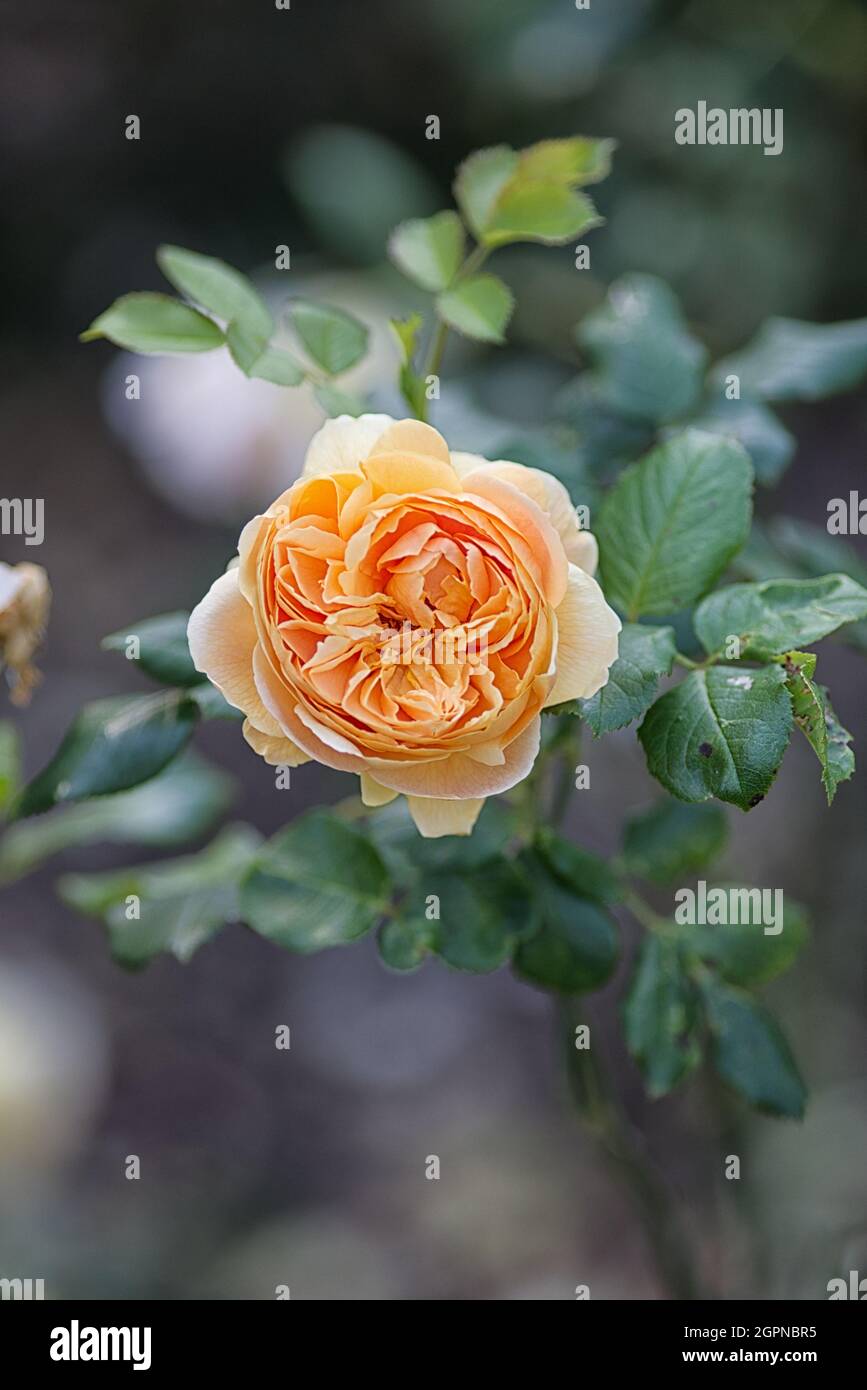 Peach colore rosa Foto Stock